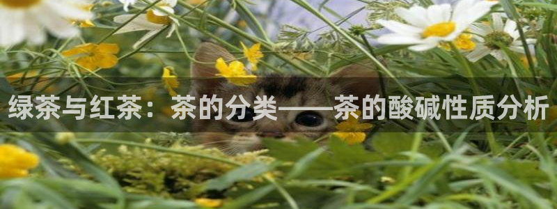 金年会网官网新版