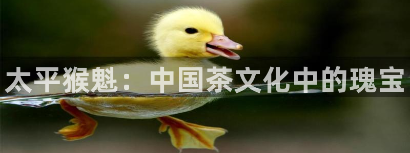 金 金年会