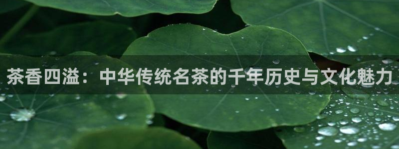今金年会