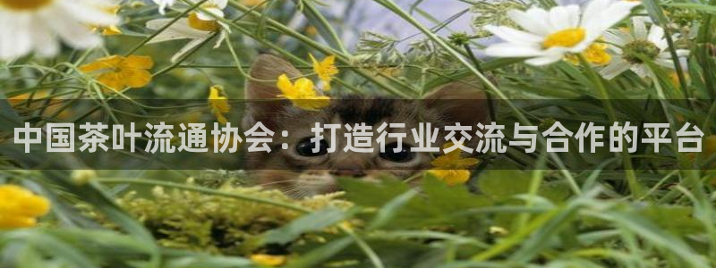 金诺利年会